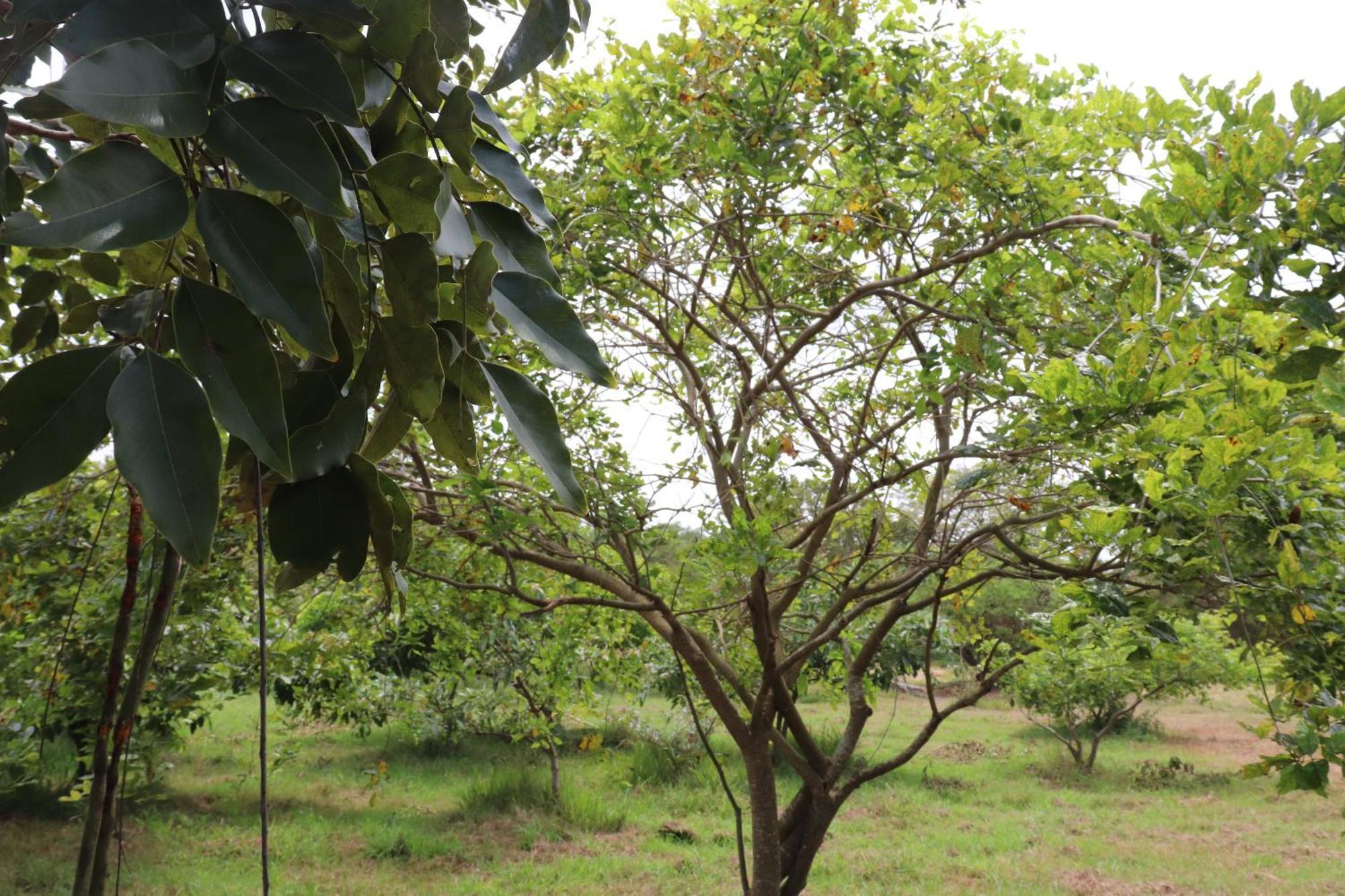 Kayjay Wild Wilpattu Hotel Exterior photo