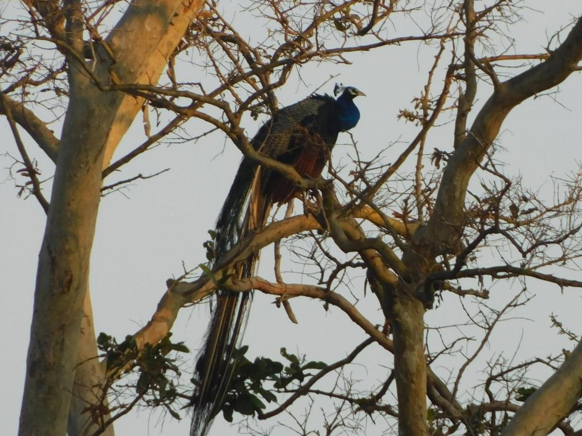 Kayjay Wild Wilpattu Hotel Exterior photo